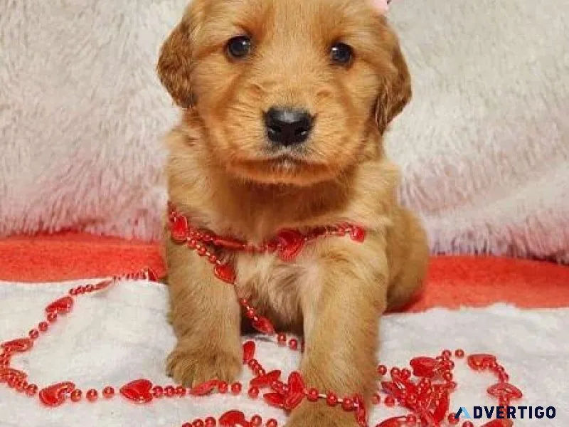 Lovely Goden Retrievr