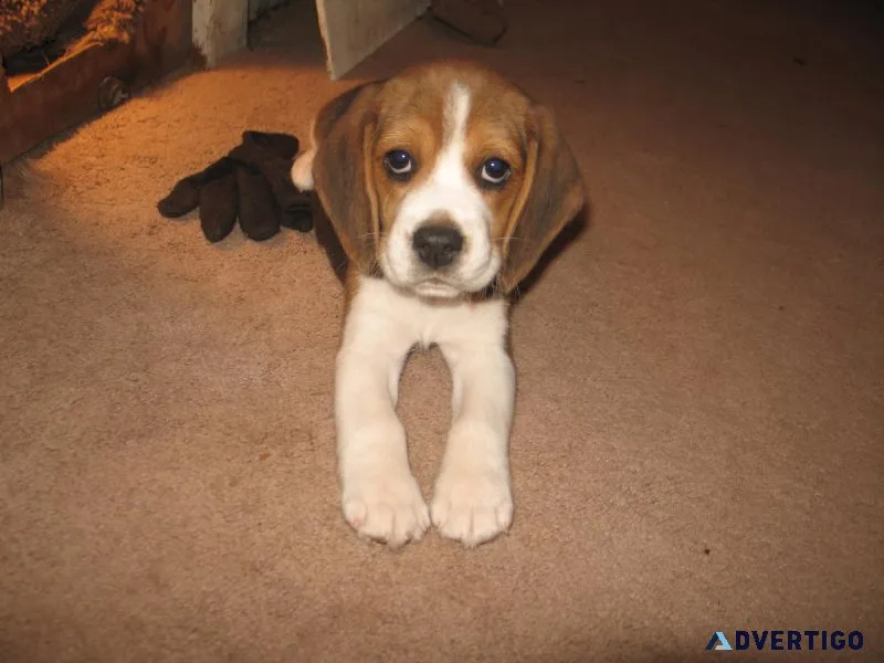 beagle pup