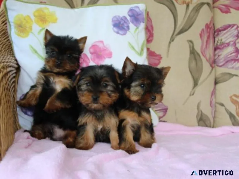 Amazing Teacup Yorkie Puppies For Sale