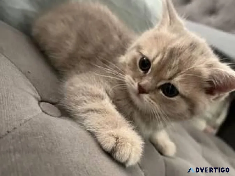 Persian kitten for rehoming