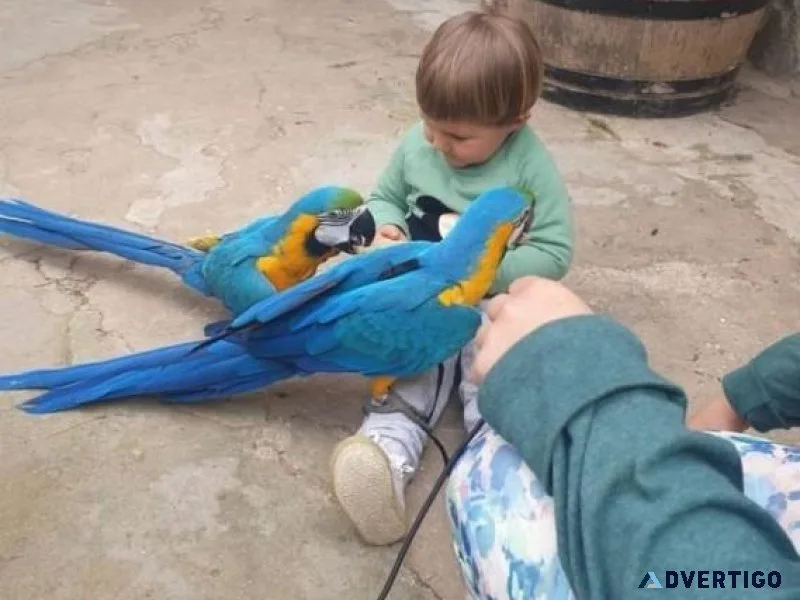 Young Blue and Gold Macaws Available