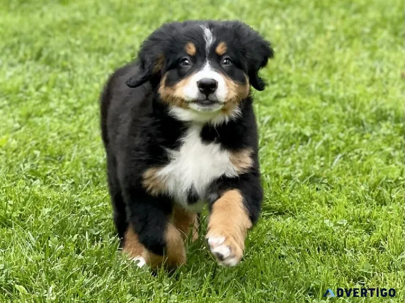 Bernese Mountain Dog Puppies