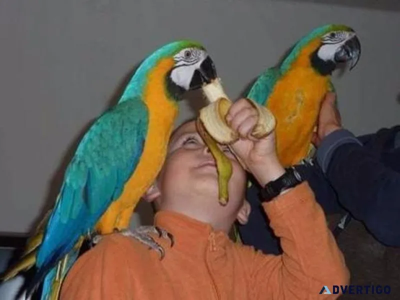 Fabulous Blue and Gold Macaws Available.