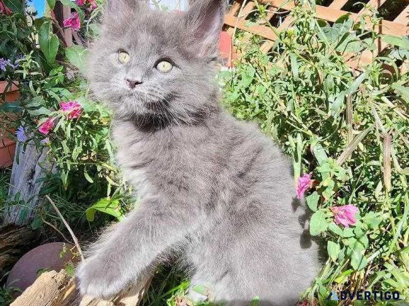 Maine Coon Kittens