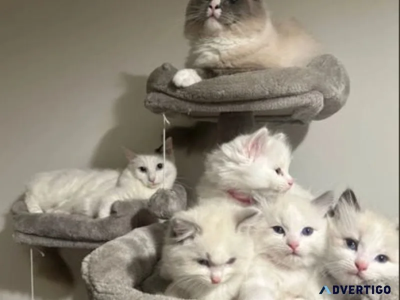 Pure Ragdoll kitten