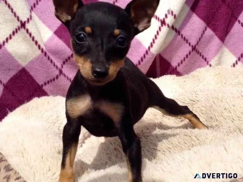 Miniature Pinscher Puppies