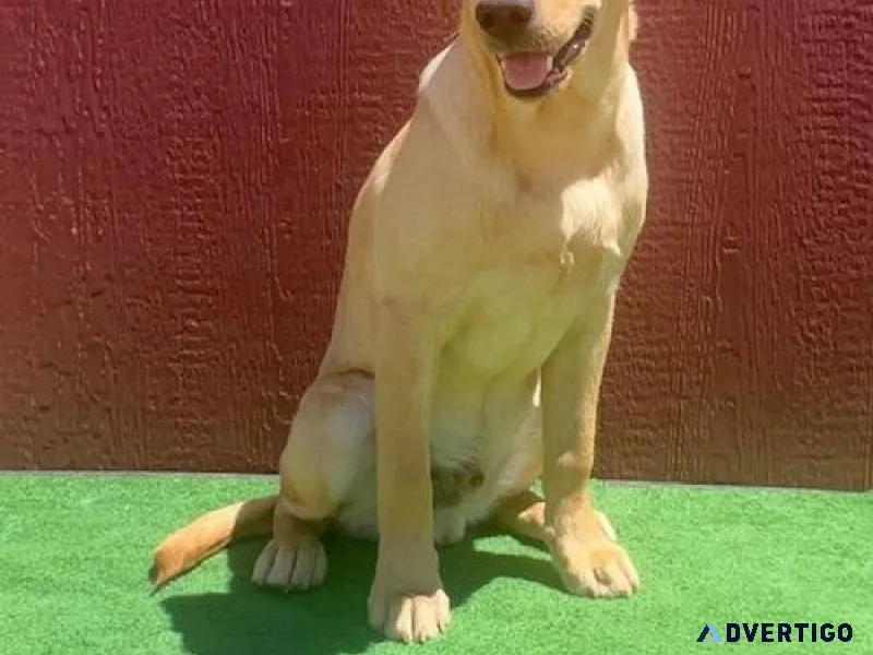 AKC Male Light Fox Red Male Lab Pup