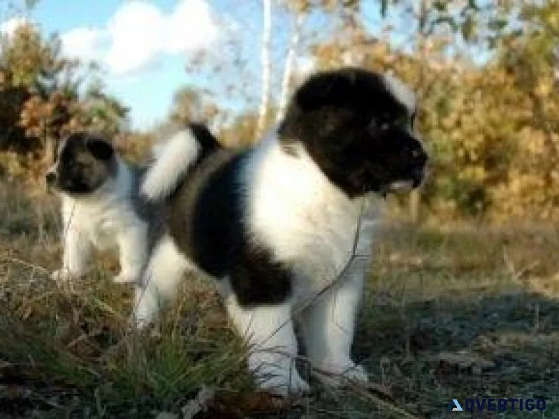 Akita Pups Available now for new home