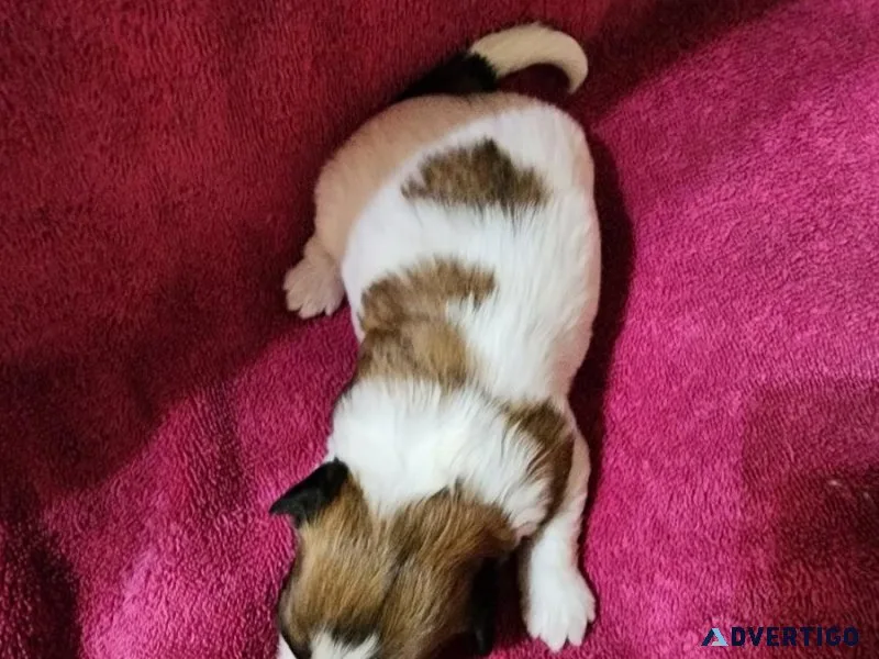 Designer teddy bear puppies for sale in time for Christmas