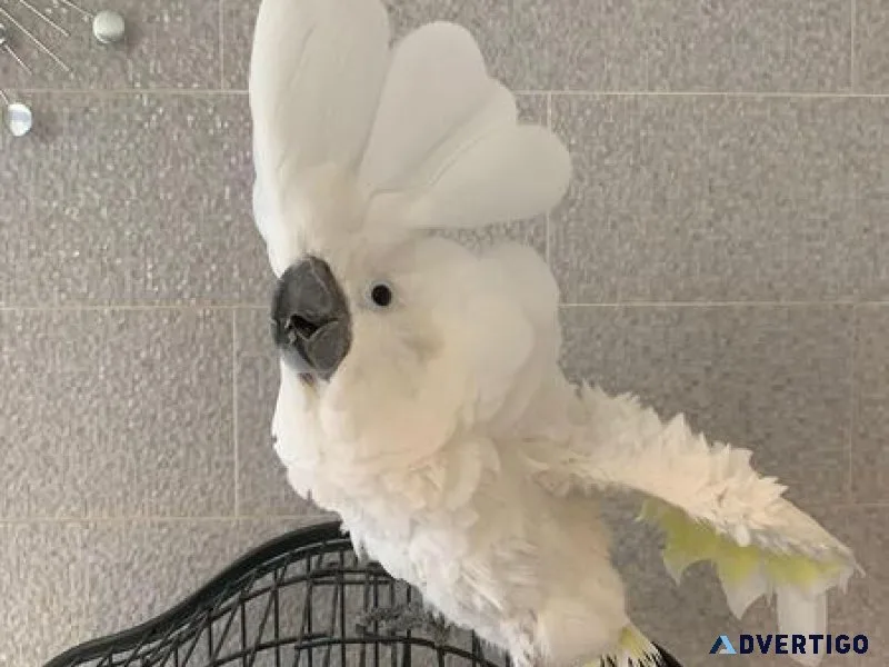 Talking and Dancing Cockatoos for sale with Accessories