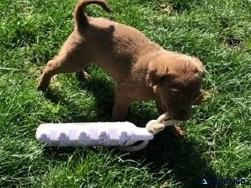 Beautiful Chesapeake Bay Retriever puppies