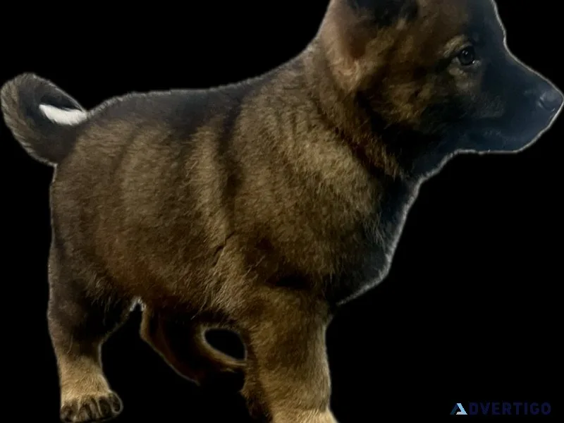 German Shepherd Puppies