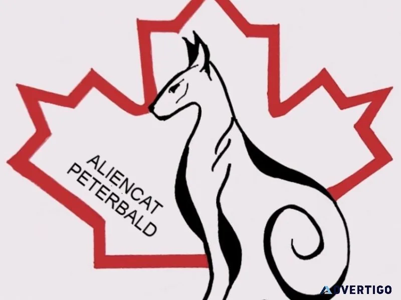 Online Cat Store Canada