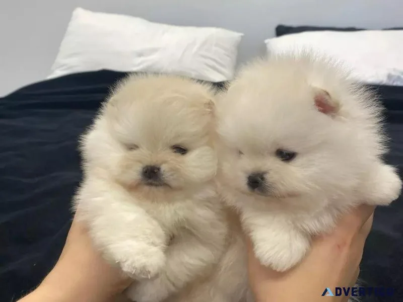 Pomeranian puppies for adoption