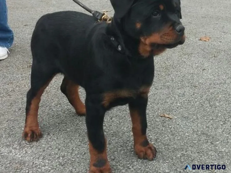 instructive expert German rottweiler puppies for Sale