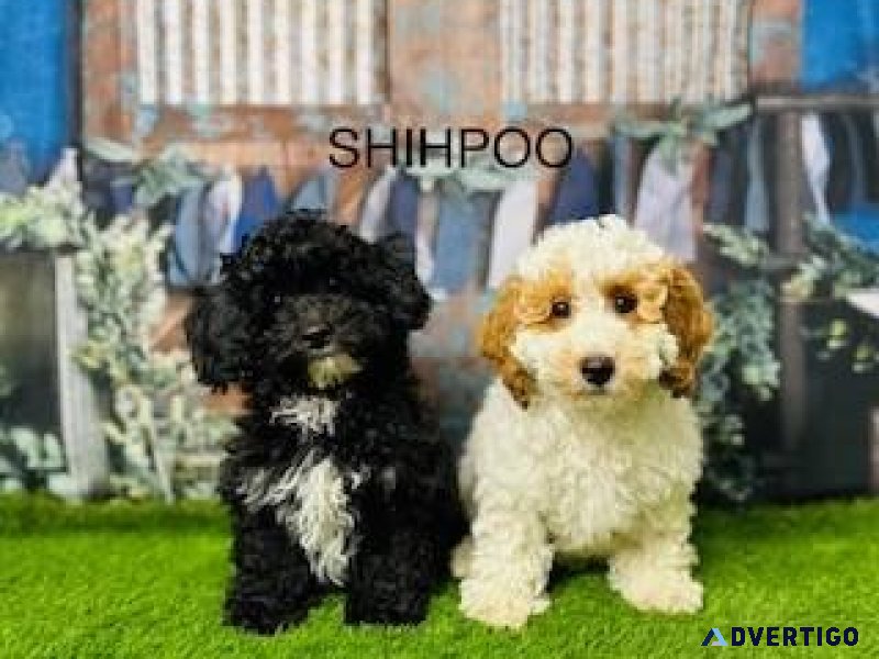 Shihpoo Puppies For Sale  Douglas Hall Kennels