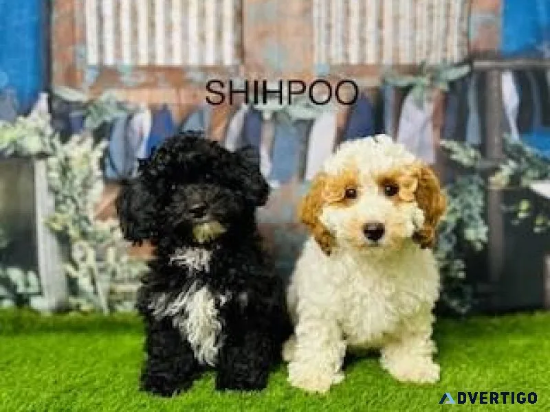 Shihpoo Puppies For Sale  Douglas Hall Kennels