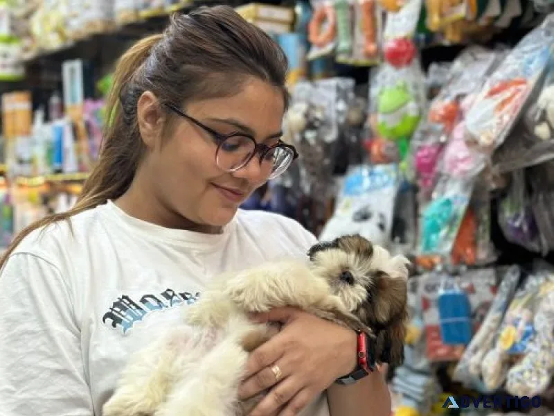 Best dog for sale in noida - amaira pet shop