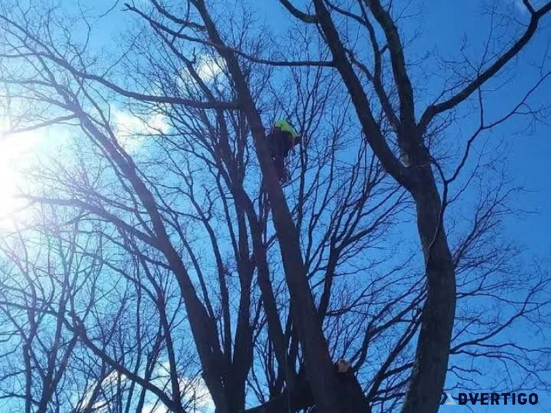 Arbor Tech Tree Service