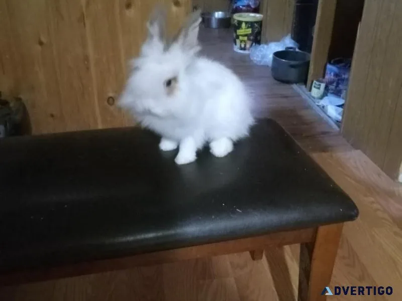 Lionhead rabbit