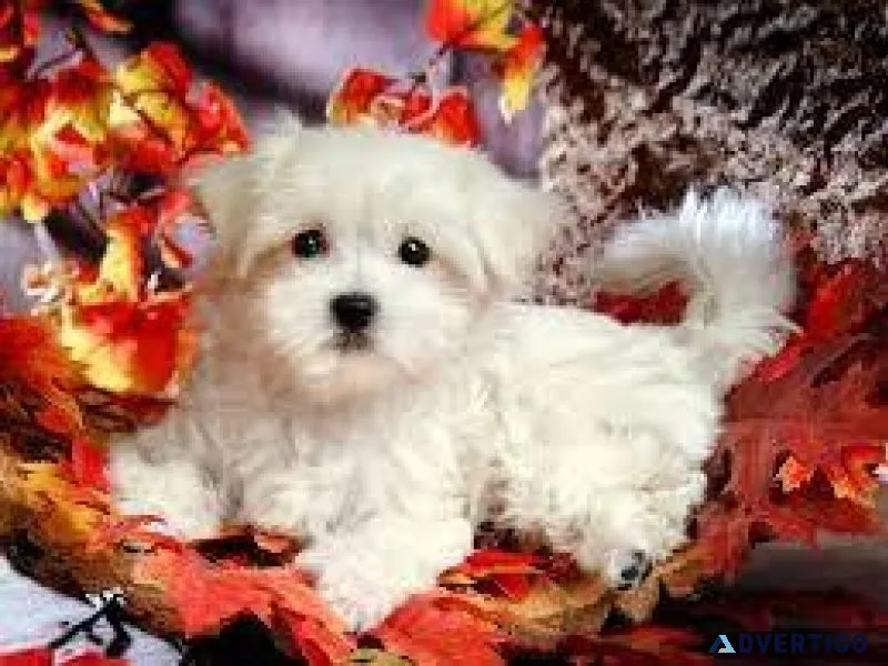 Nice and Healthy Maltese Puppies Available