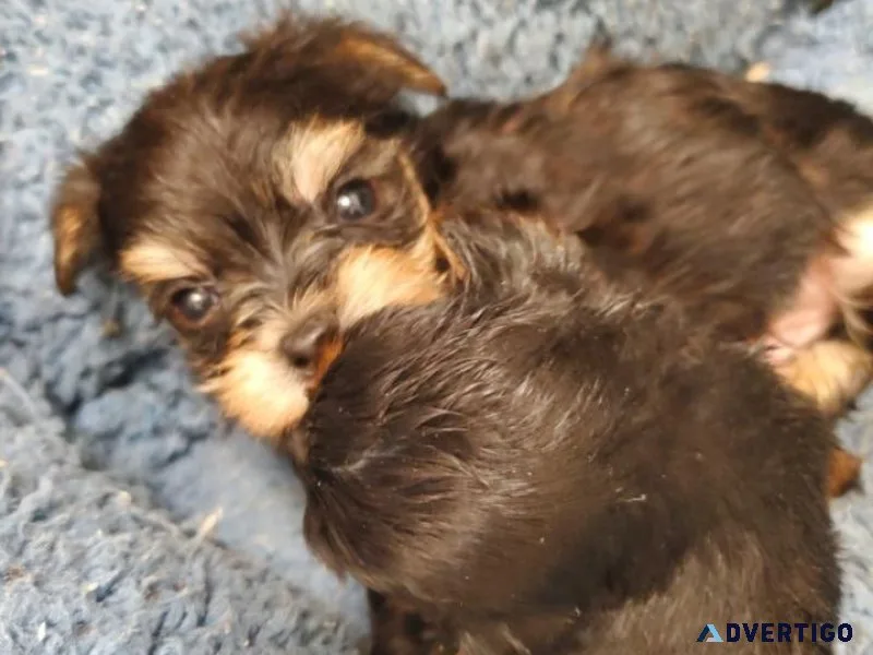 2 month yorkies