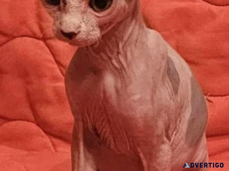 Sphynx kittens