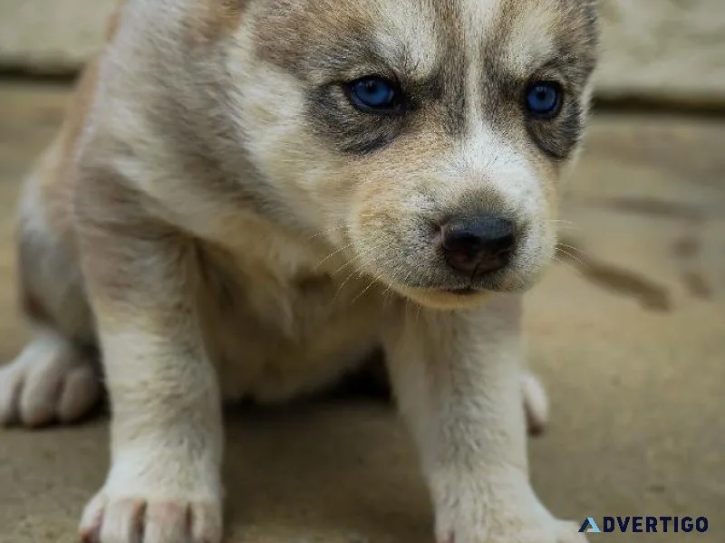 Husky Puppies