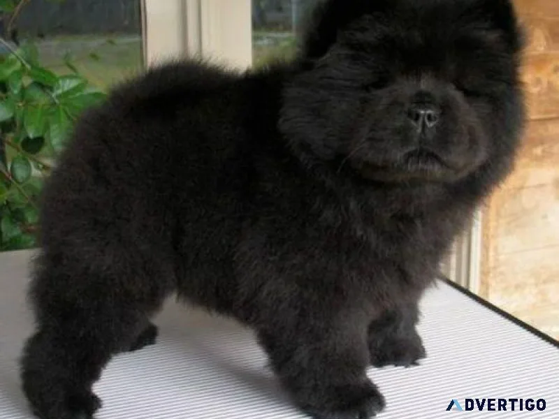 Home raised Chow Chow puppies
