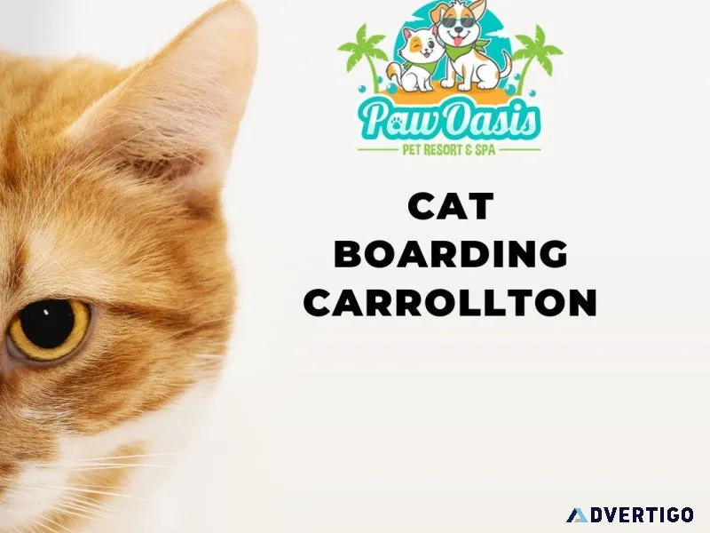 The Colony s Trusted Cat Boarding Destination