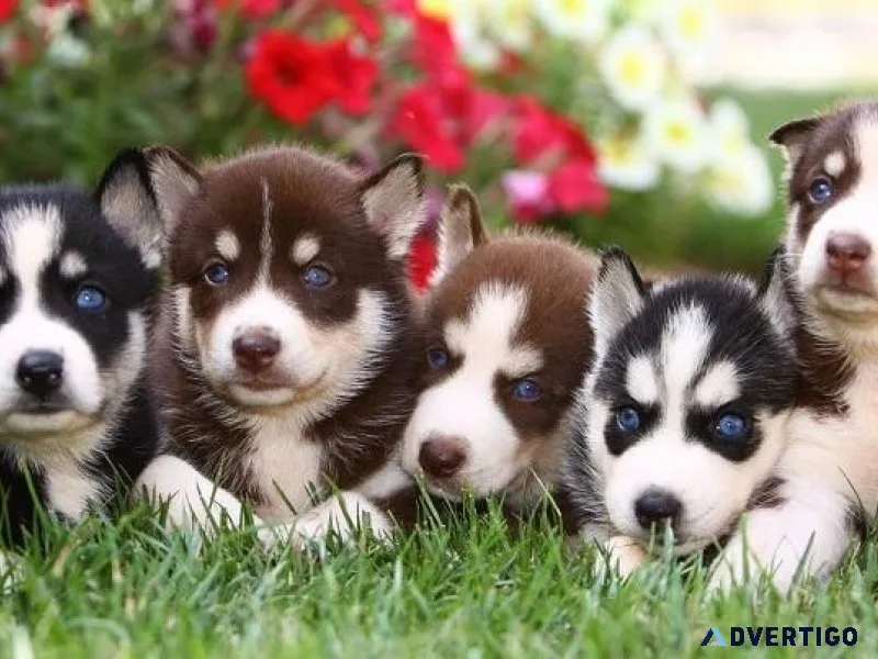 Gorgeous Siberian Huskies Available