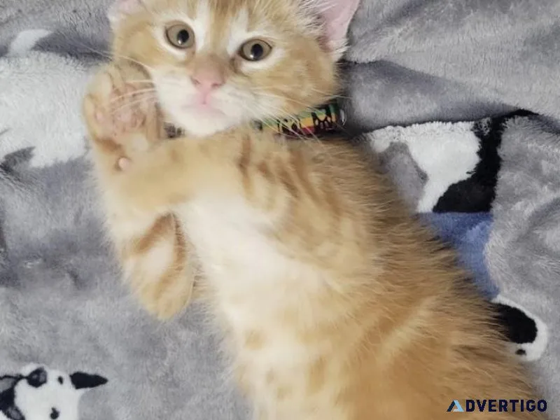 Kuppy kittens