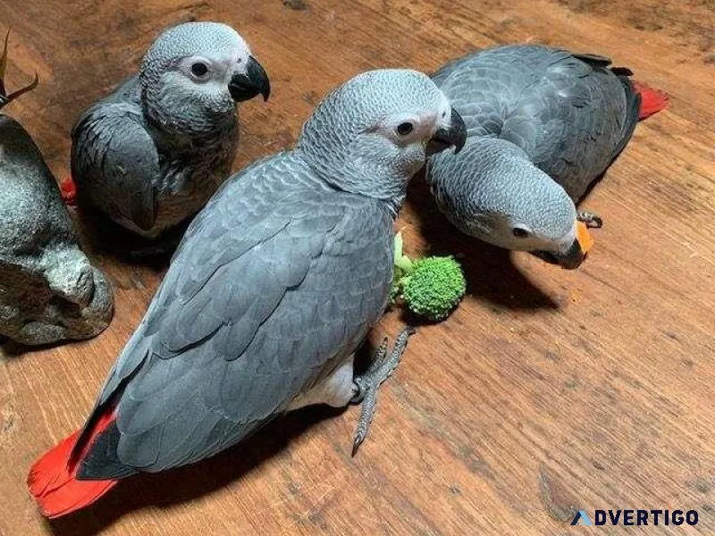 Well Socialized Hand fed Congo African Grey Parrots for sale