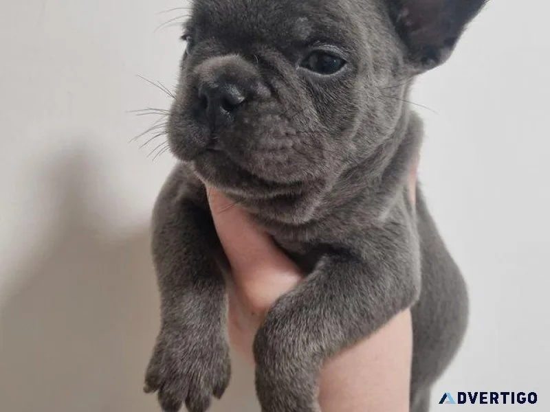 httdty French bulldogs puppies