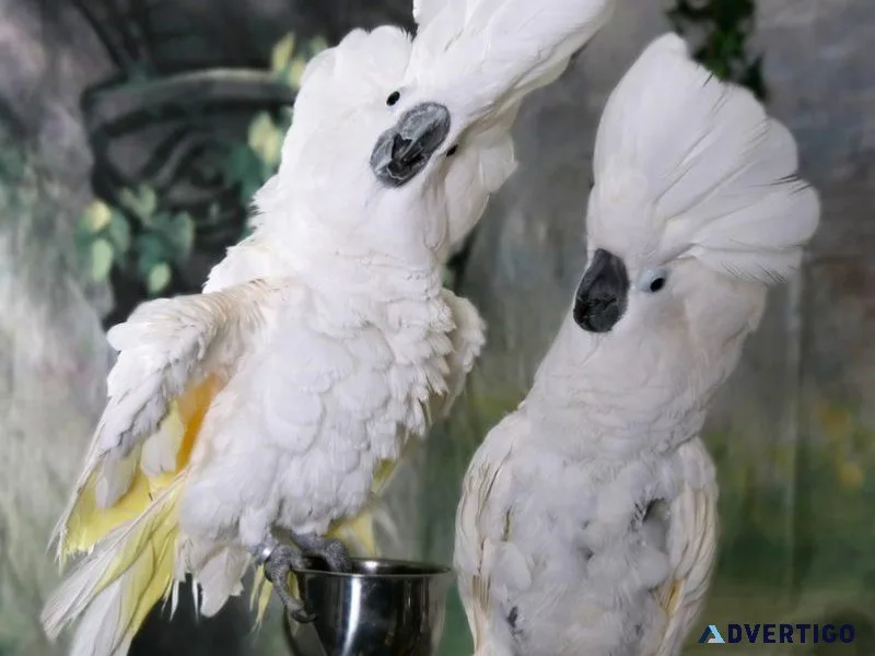 Talking Young Cockatoos for sale.