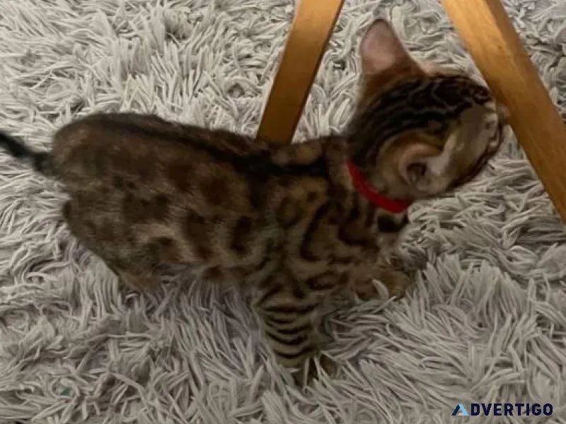 Rehoming Bengal kittens