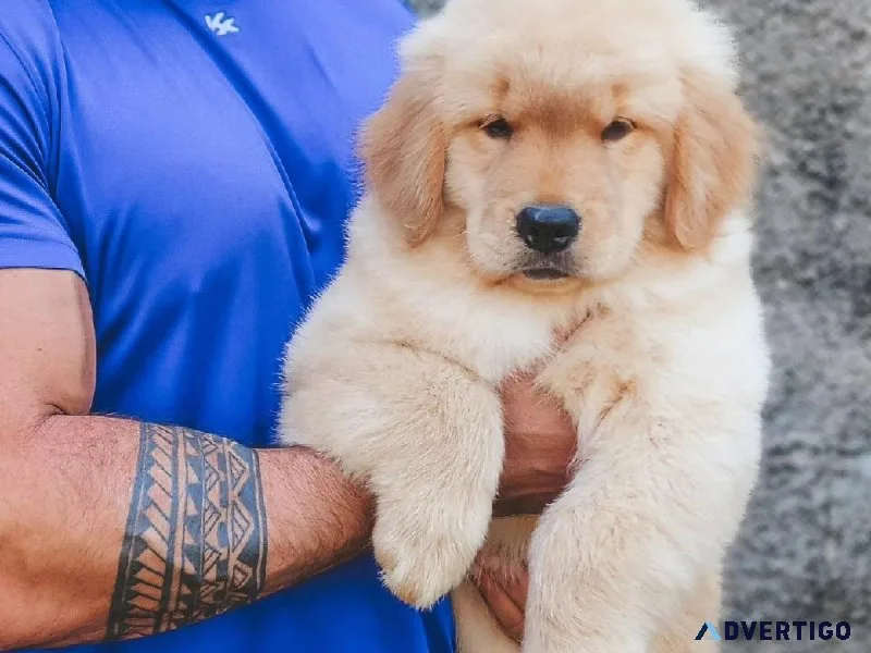 best puppy for sale just for  puppy  lovers