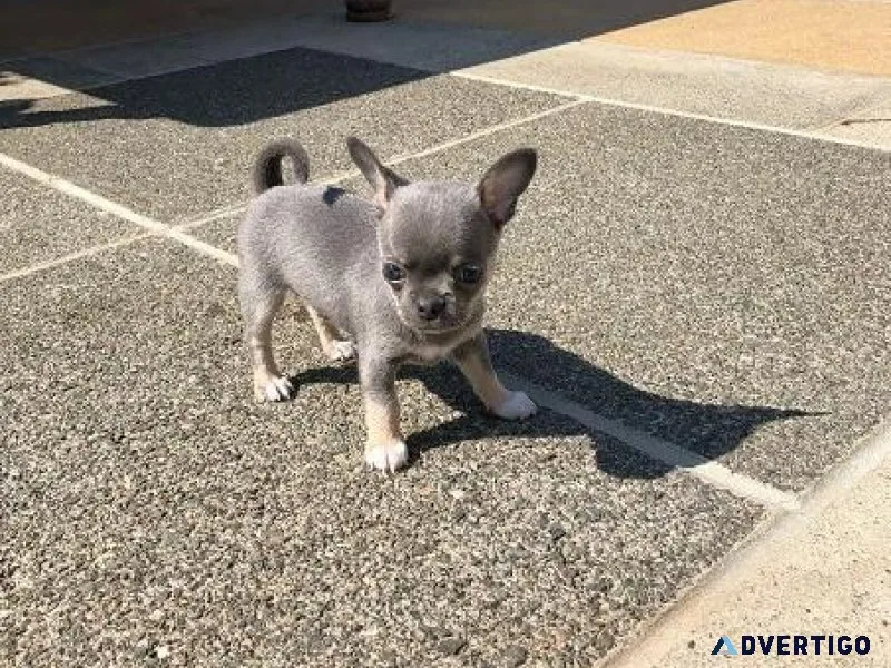 Chihuahuas