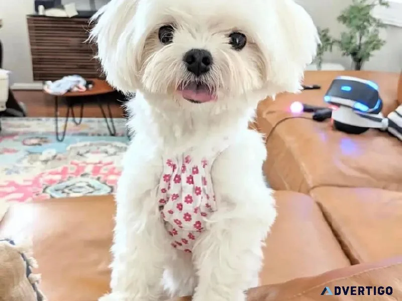 Adorable male and female Maltese Puppies