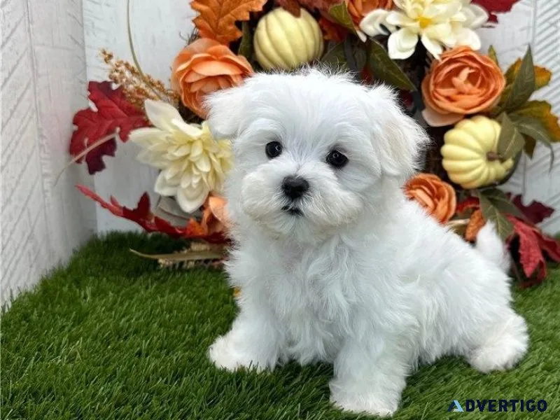 Smooth Male and Female Maltese Puppies