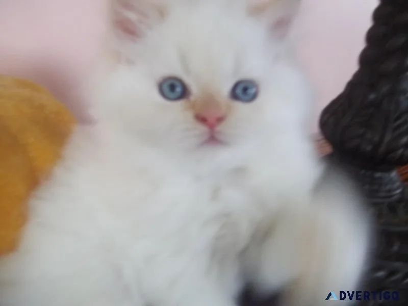 GORGEOUS HOLIDAY KITTEN