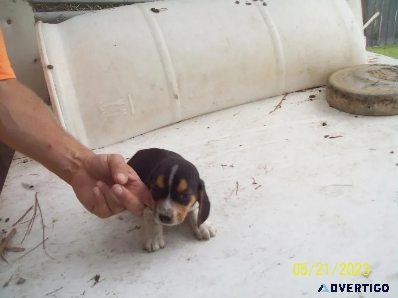 Two-7 week Old Male Beagle Puppies