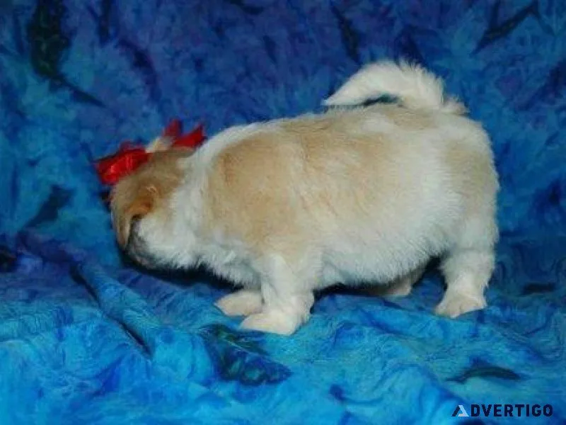 Shih Tzu Puppies For Sale
