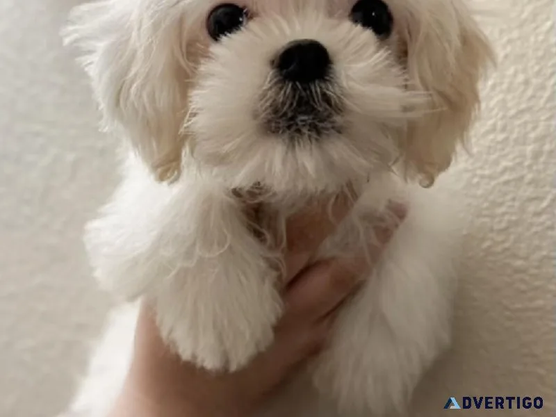 Malshi pup