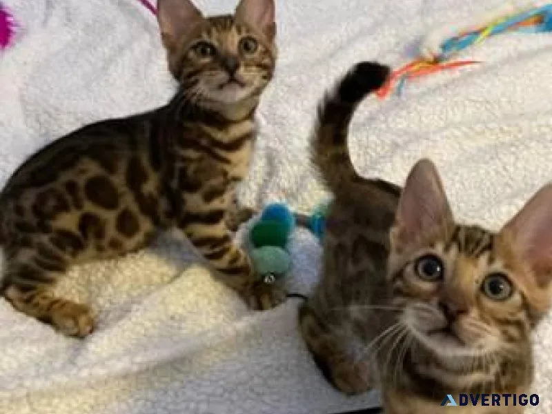 Bengal Kittens Available