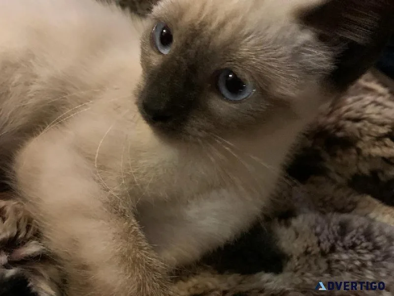 Siamese kitten