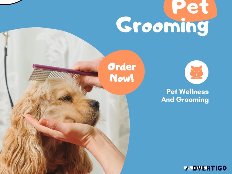 Enhance Your Dog s Grooming Routine with Top-Quality Equipment