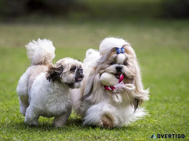 SHIH-TZU  .....7300930479