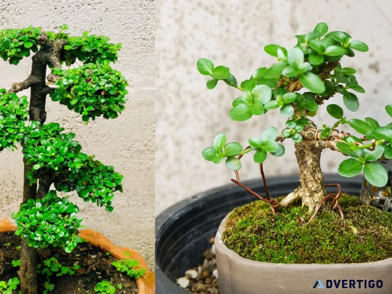 How to buy Carmona Bonsai Plant Online