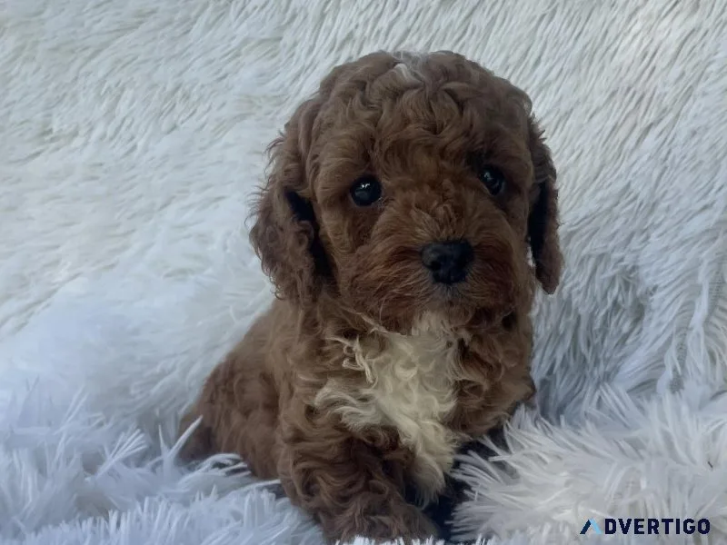 Maltipoo Puppies